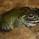 Photo of Sonoran desert toad